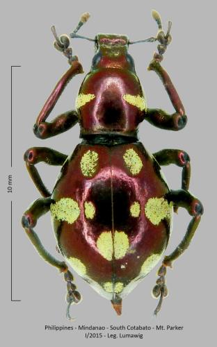 Pachyrhynchus nitcisi