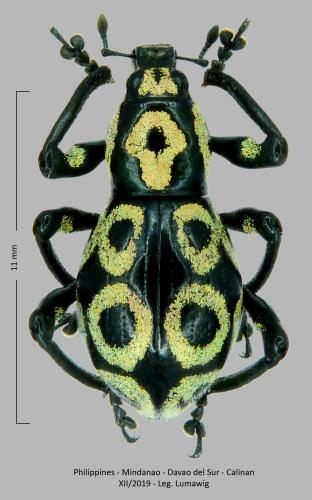 Pachyrhynchus reicherti