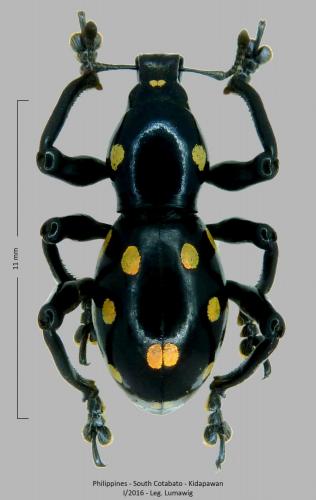 Pachyrhynchus sulphureomaculatus