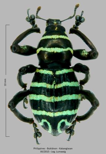 Pachyrhynchus orientalis