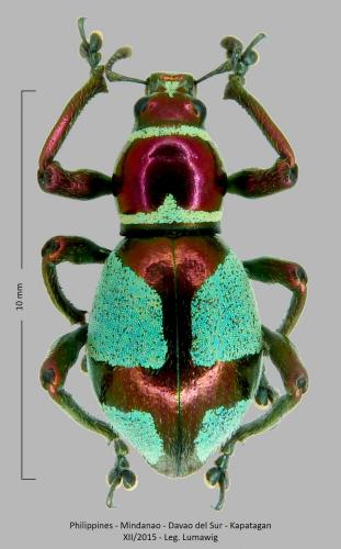 Pachyrhynchus pseudamabilis