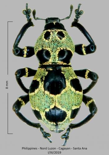 Réf. 250 715 : Pachyrhynchus orbifer