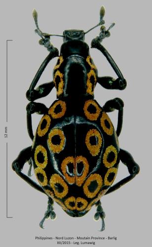 Pachyrhynchus argus