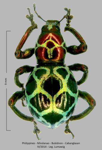 Pachyrhynchus cabrasae