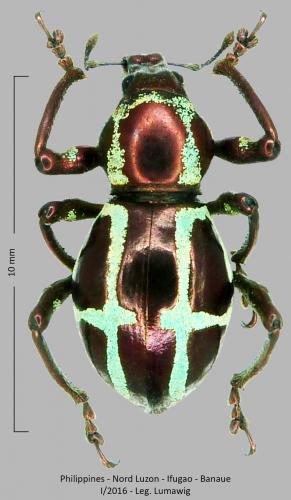 Réf. 250 802 : Pachyrhynchus gloriosus