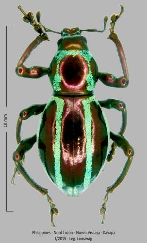 Pachyrhynchus pulchellus