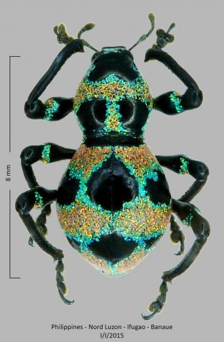 Pachyrhynchus orbifer