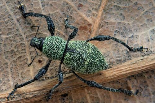 Metapocyrtus smaragdinus