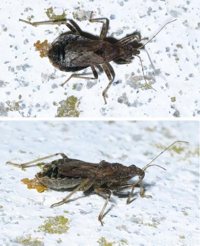 Réf. 250 219 : Himacerus mirmicoides