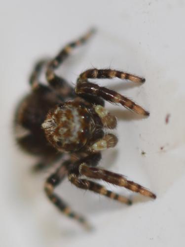 Réf. 250 461 : Pseudeuophrys erratica