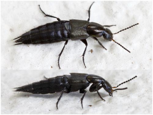 Réf. 250 217 : Philonthus cognatus