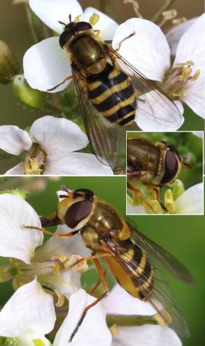 Réf. 250 458 : Syrphus ribesii