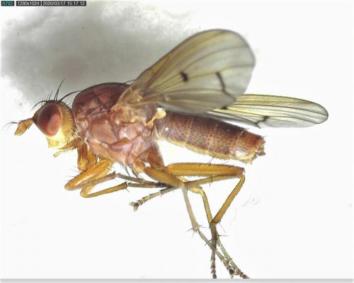 Tetanocera ferruginea
