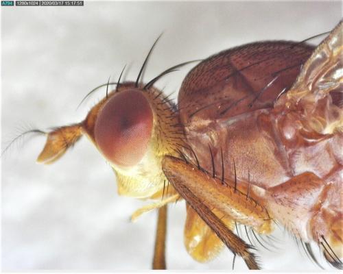 Tetanocera ferruginea