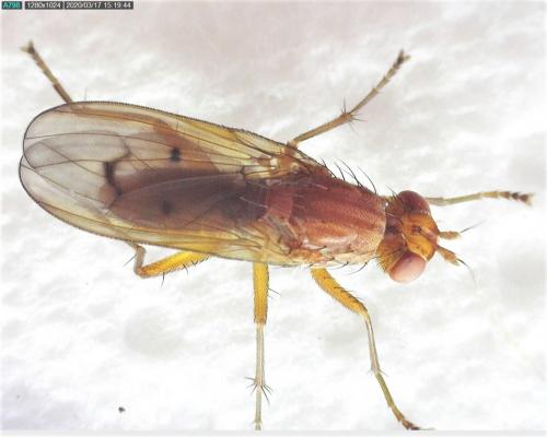 Tetanocera ferruginea