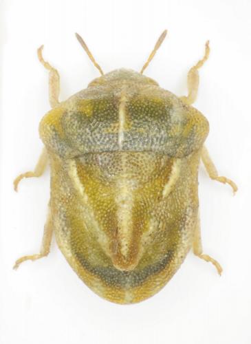 Tarisa virescens