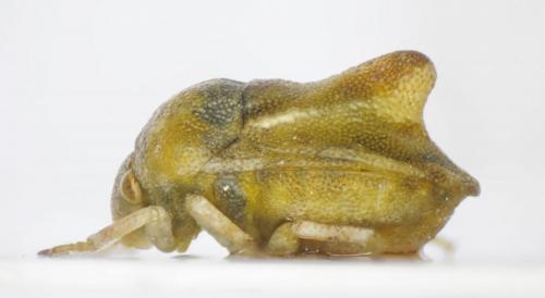 Tarisa virescens