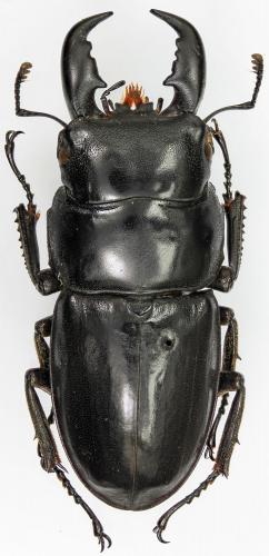 Serrognathus titanus titanus