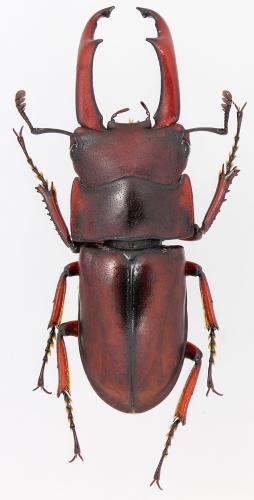 Réf. 250 844 : Macrodorcas pseudaxis