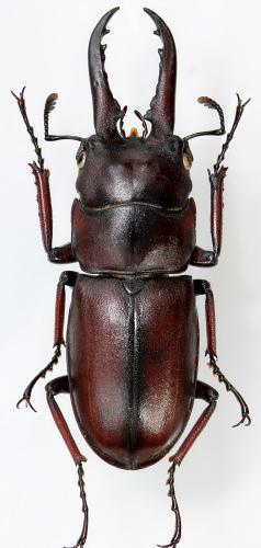 Prosopocoilus jenkinsi