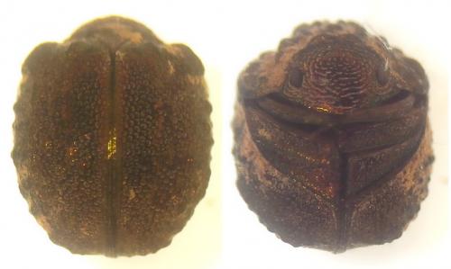 Réf. 250 835 : Ceratocanthinae inconnu