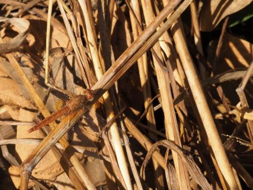 Réf. 250 707 : Crocothemis sanguinolenta