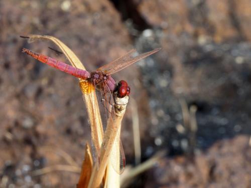 Réf. 250 223 : Trithemis annulata