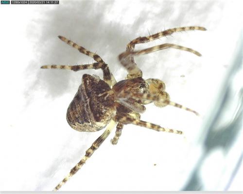 Gibbaranea bituberculata