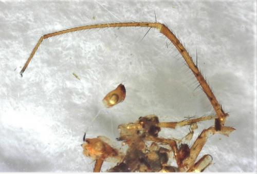 Metellina mengei