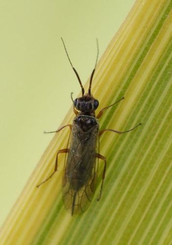 Xyela graeca