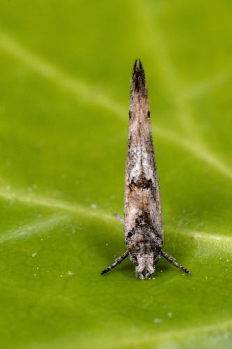 Zelleria oleastrella