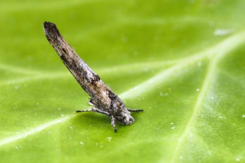 Zelleria oleastrella