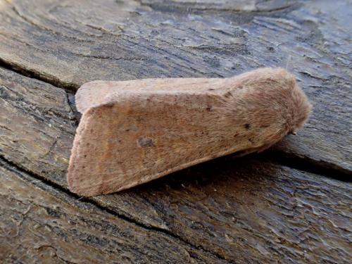 Réf. 250 372 : Orthosia cruda