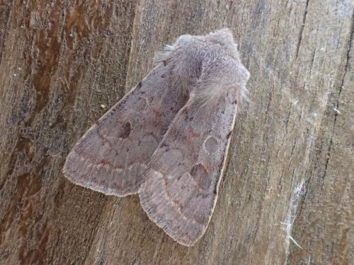 Réf. 250 310 : Orthosia populeti