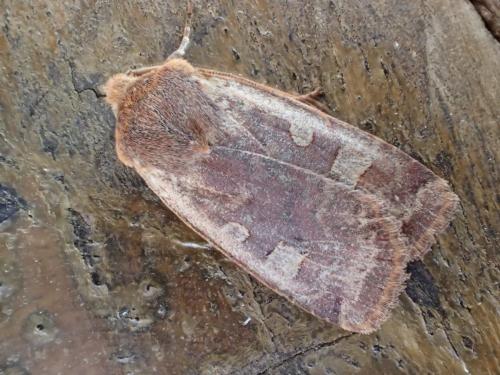 Réf. 250 498 : Conistra erythrocephala