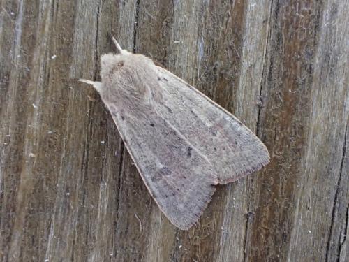 Réf. 250 491 : Orthosia cruda