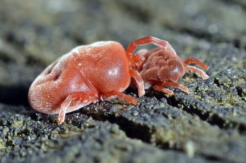 Réf. 250 742 : Allothrombium sp.