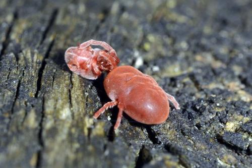 Réf. 250 740 : Allothrombium sp.