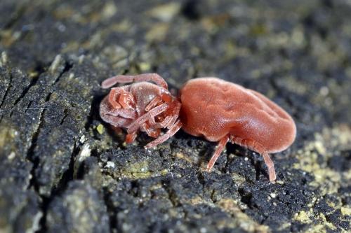 Réf. 250 741 : Allothrombium sp.