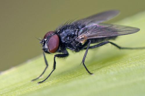 Réf. 250 288 : Hydrotaea cyrtoneurina