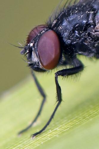 Réf. 250 289 : Hydrotaea cyrtoneurina