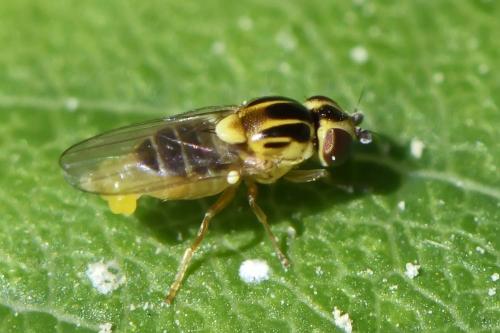 Réf. 250 672 : Thaumatomyia notata