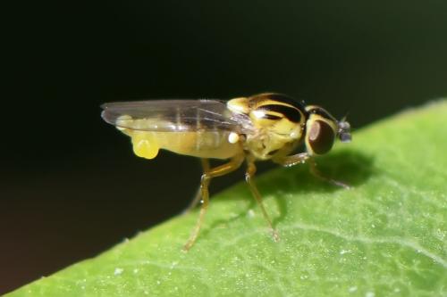 Réf. 250 673 : Thaumatomyia notata
