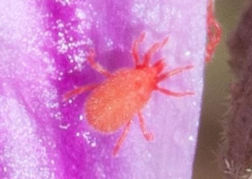 Réf. 250 256 : Balaustium murorum