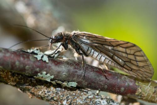 Sialis sp.
