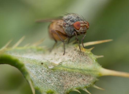 Réf. 250 227 : Minettia sp.