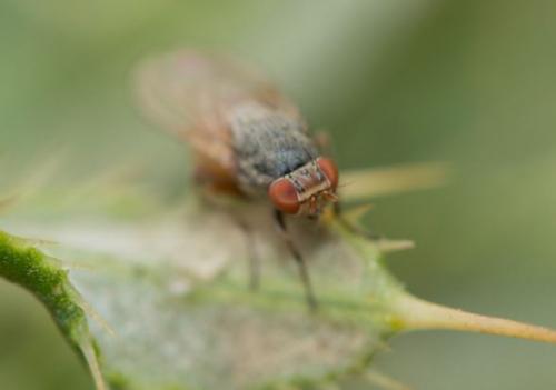 Minettia sp.