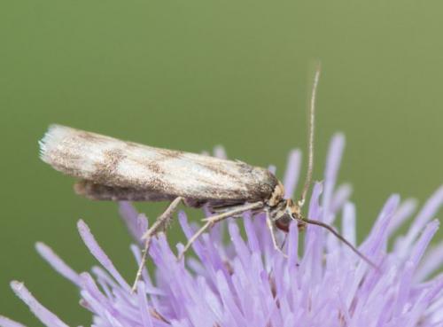 Homoeosoma sinuella