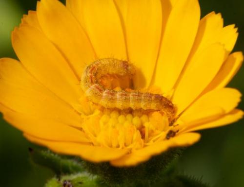 Cucullia calendulae