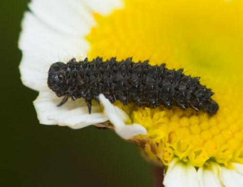 Réf. 250 296 : Galerucinae inconnu